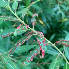 Willow Bead Gall Mite thumbnail 4