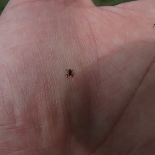 Eastern Black-legged Tick