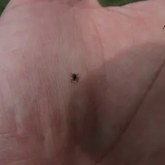 Eastern Black-legged Tick thumbnail 1