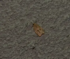 Argyrotaenia dorsalana thumbnail 2