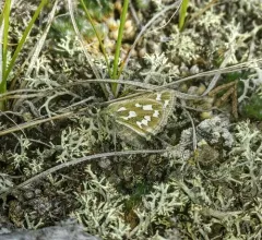 Nevada Skipper thumbnail 1