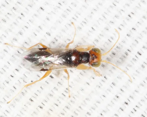 Anteon osborni