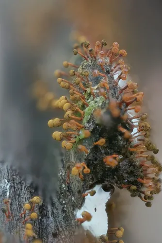 Physarum psittacinum