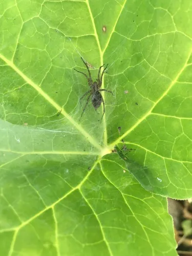 Utah Funnelweb Spider