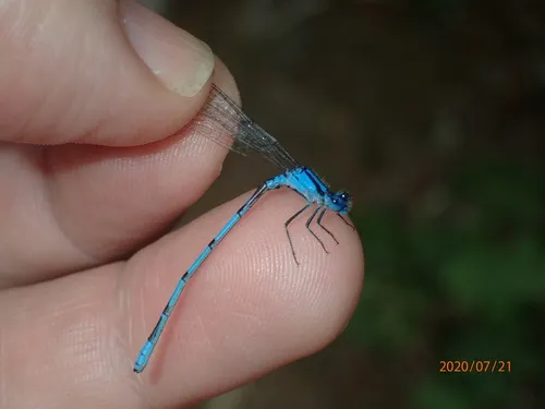 Atlantic Bluet