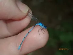 Atlantic Bluet thumbnail 1