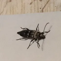 House Longhorn thumbnail 4