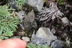 Sympistis heliophila thumbnail 2