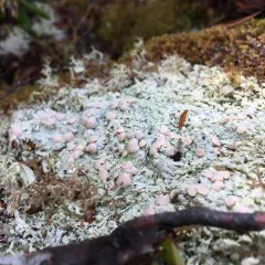 Candy Lichen thumbnail 2