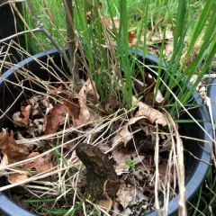 Landscaping Black Morel thumbnail 2