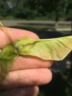 Norway Maple Pigmy Moth thumbnail 1