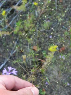 northern linanthus thumbnail 3