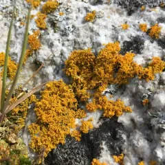 Shrubby Sunburst Lichen thumbnail 4
