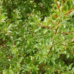 bebb's willow thumbnail 4