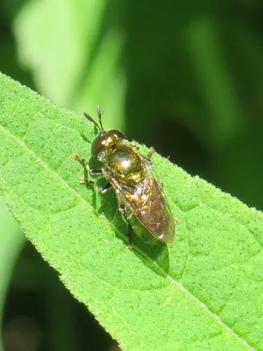 Small Metallic Ant Fly