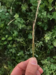 Columbia needlegrass thumbnail 2