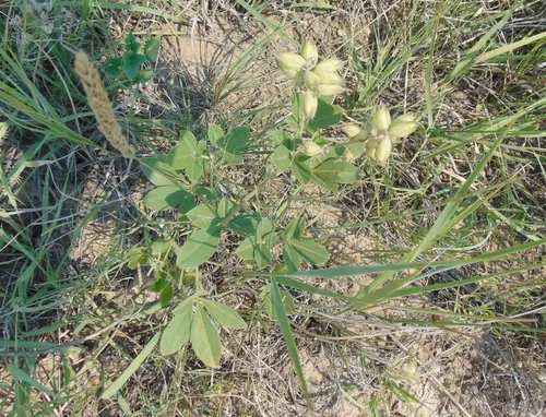 largebract Indian breadroot