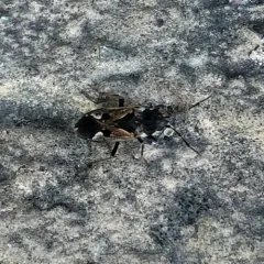 bright-spotted groundbug thumbnail 2