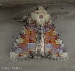 Oligia rampartensis thumbnail 3