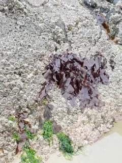 Dilsea californica thumbnail 3