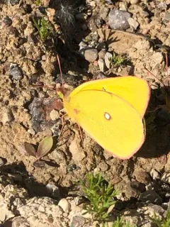Giant Sulphur thumbnail 2