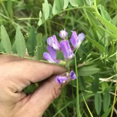 American vetch thumbnail 4