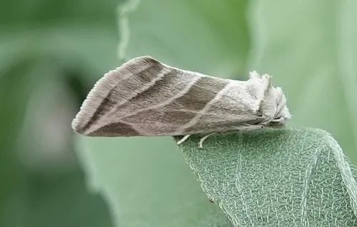 Plagiomimicus tepperi