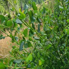 Snowbrush Ceanothus thumbnail 3