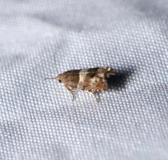 Walker's Epinotia Moth thumbnail 4