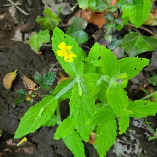 wing-leaf monkeyflower
