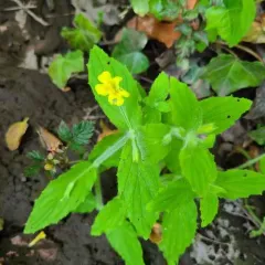 wing-leaf monkeyflower thumbnail 1