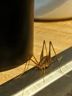 Allegheny Crevice Cricket thumbnail 4
