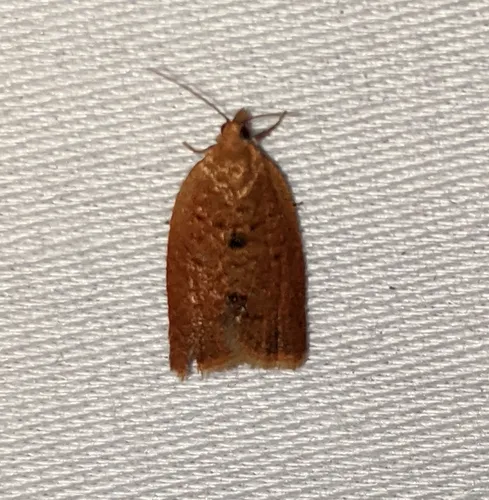 Privet Tortrix