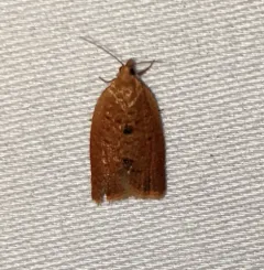 Privet Tortrix thumbnail 1