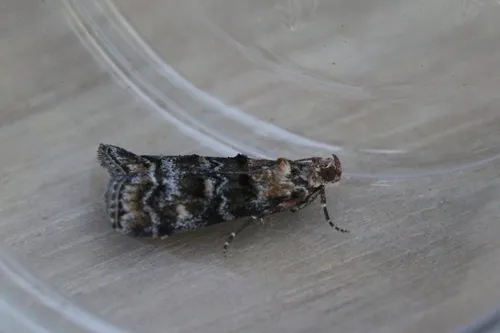 Dioryctria okanaganella