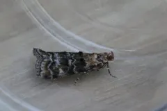 Dioryctria okanaganella thumbnail 1