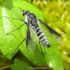 Thevenetimyia harrisi thumbnail 3