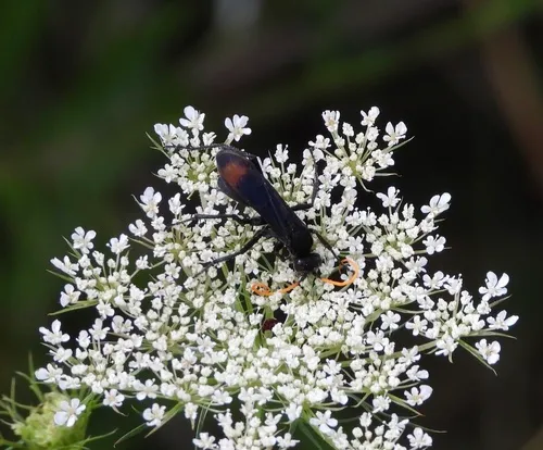 Entypus unifasciatus