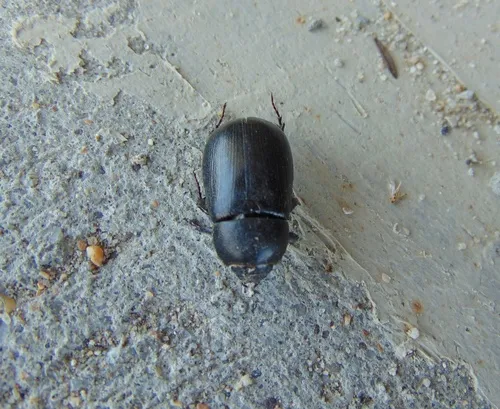 Dyscinetus picipes