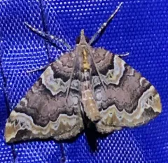 Serrated Eulithis Moth thumbnail 4