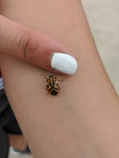 Harlequin Bug thumbnail 4