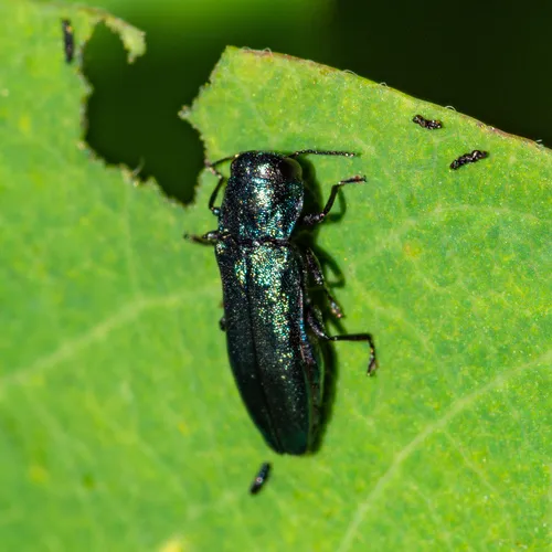 Agrilus cyanescens