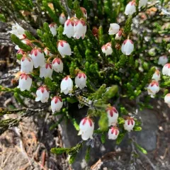 western moss-heather thumbnail 4