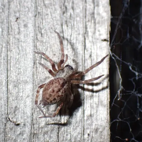 Grey House Spider