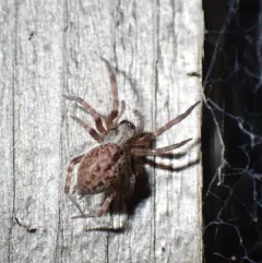 Grey House Spider thumbnail 1