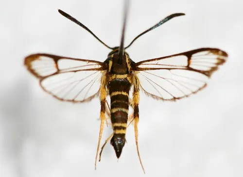Synanthedon refulgens