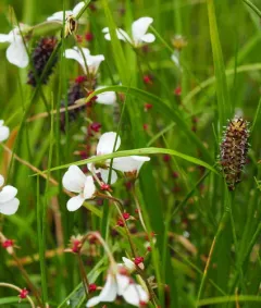 Fragile-seed Sedge thumbnail 4