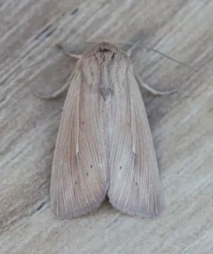 Meadow Wainscot Moth thumbnail 3