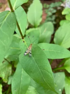 Helena's Scorpionfly thumbnail 3