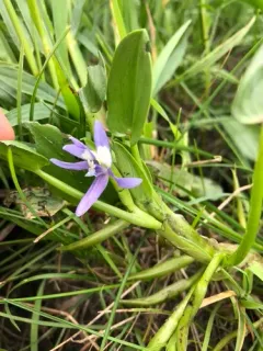 Blue Mudplantain thumbnail 4
